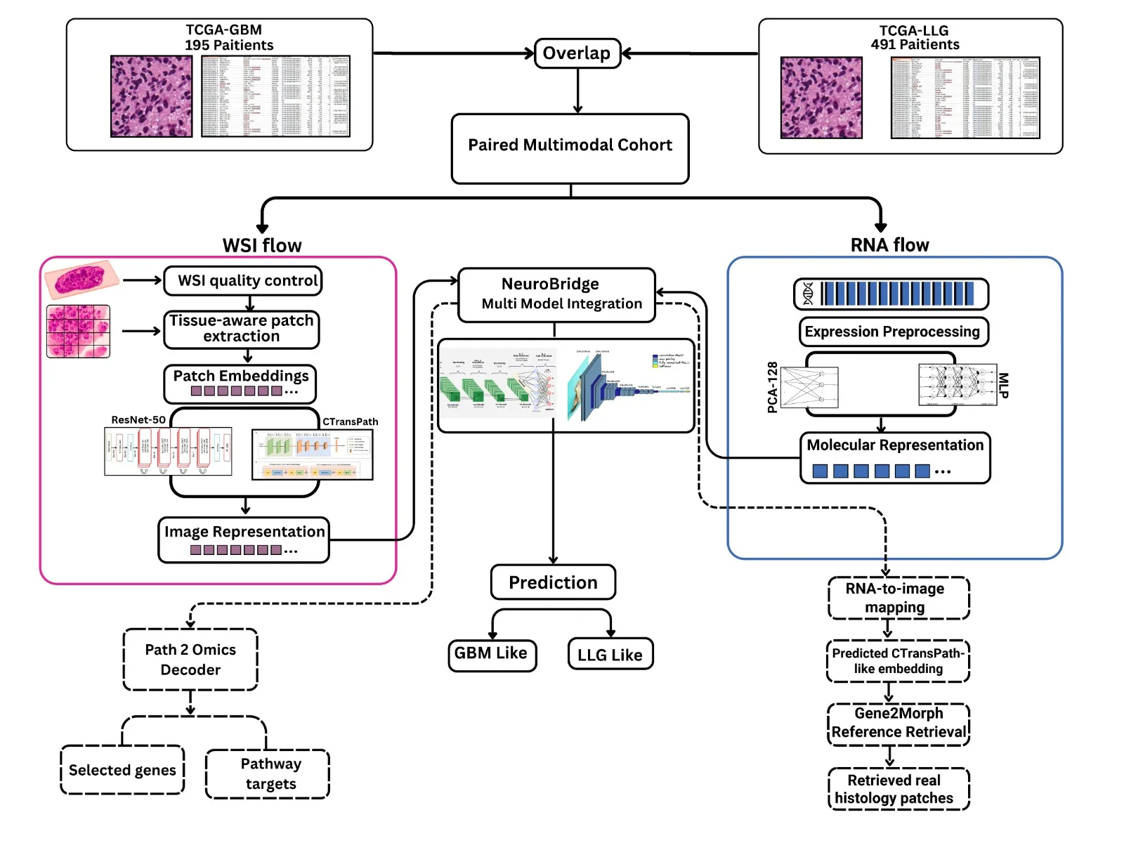 NeuroBridge multimodal CNS tumor analysis workflow diagram with image and gene-expression branches
