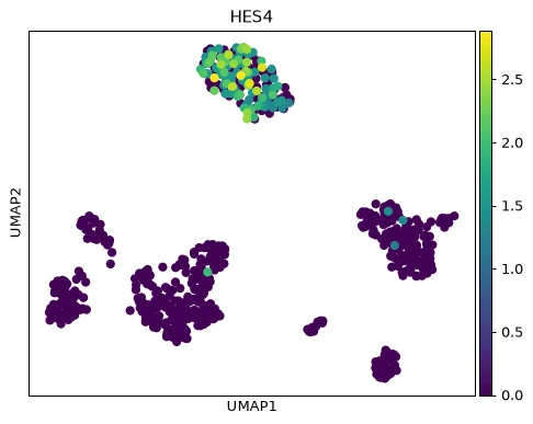 HES4 UMAP projection with multiple cell clusters, colored by HES4 value